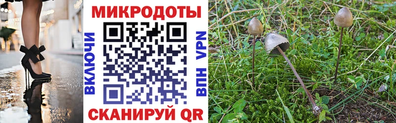 нарко площадка Telegram  Чухлома  Псилоцибиновые грибы Cubensis 